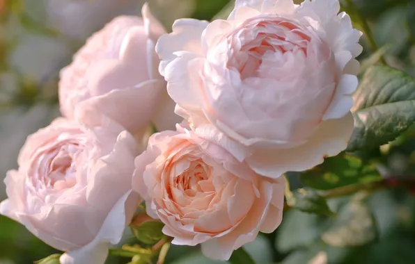 Цветы, розы, лепестки