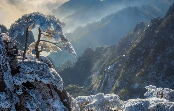 Картинка зима, снег, пейзаж, горы, природа, туман, дерево, скалы
