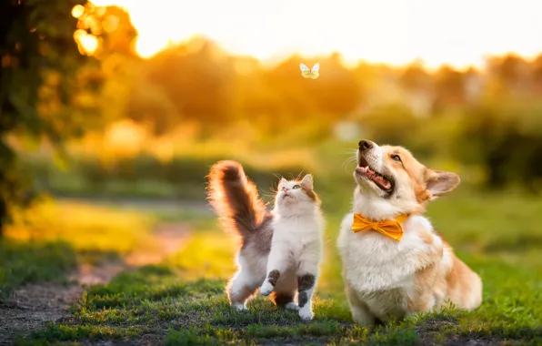 Зелень, кошка, трава, кот, свет, закат, природа, поза