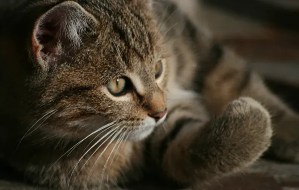 Кошка, мило, лапки