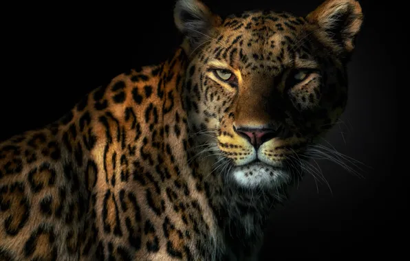 Картинка глаза, леопард, клыки, leopard, eyes, fangs, Pedro Jarque