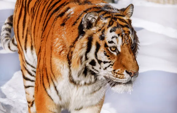 Картинка морда, снег, тигр, дикая кошка, красавец, Олег Богданов