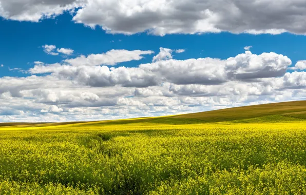 Облака, рапс, рапсовое поле