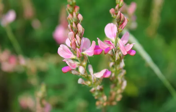 Розовый, иван-чай, макро flowers природа