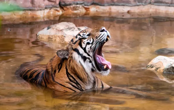 Язык, кошка, тигр, купание, зевает, водоём, суматранский