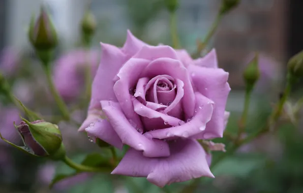 Цветок, капли, роза, бутон, пурпурная роза