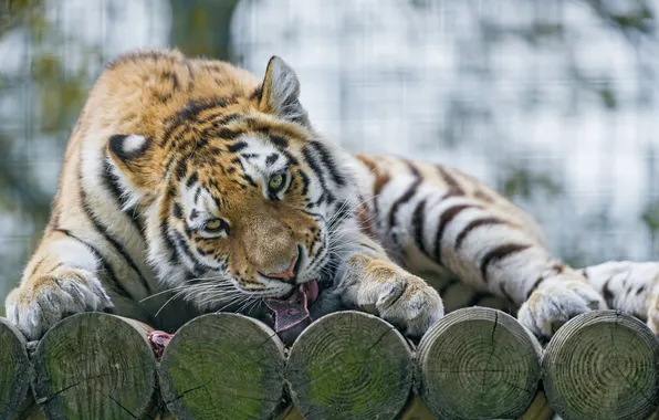 Кошка, взгляд, амурский тигр, ©Tambako The Jaguar
