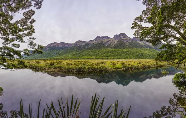 Картинка зелень, деревья, горы, ветки, озеро, Новая Зеландия, кусты, Mirror Lakes