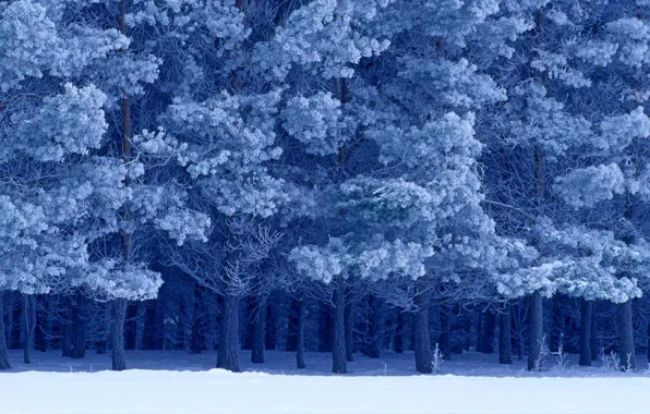 Картинка зима, снег, Канада, Манитоба, шотландские сосны, Birds Hill Provincial Park