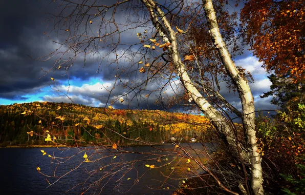 Картинка осень, лес, деревья, пейзаж, ветки, тучи, природа, озеро