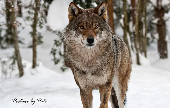 Nature, face, animal, wolf, wildlife, head, fur, mammal