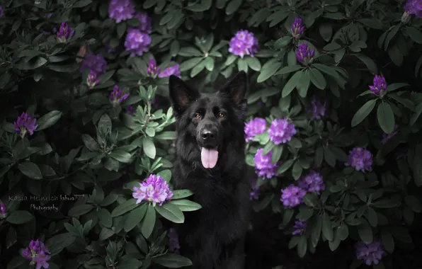 Цветы, собака, немецкая овчарка