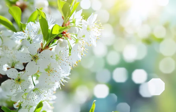 Картинка солнце, цветы, весна, sunshine, цветение, blossom, flowers, spring