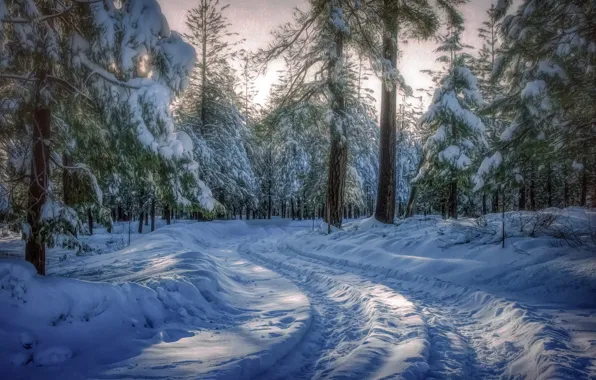 Картинка зима, лес, природа