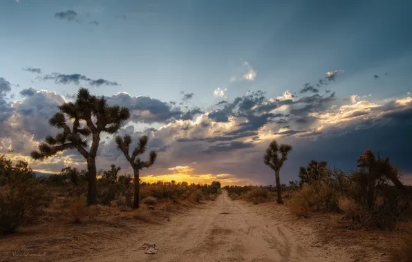 Картинка дорога, закат, США, Mojave Desert, дерево Джошуа, пустыня Мохаве