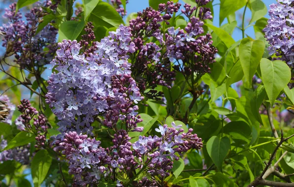 Flower, spring, twig, blooming