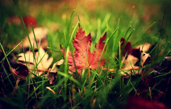 Картинка зелень, осень, трава, листья, капли, макро, лист, капельки