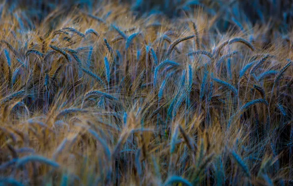 Картинка пшеница, поле, макро, природа, фон, голубой, widescreen, обои