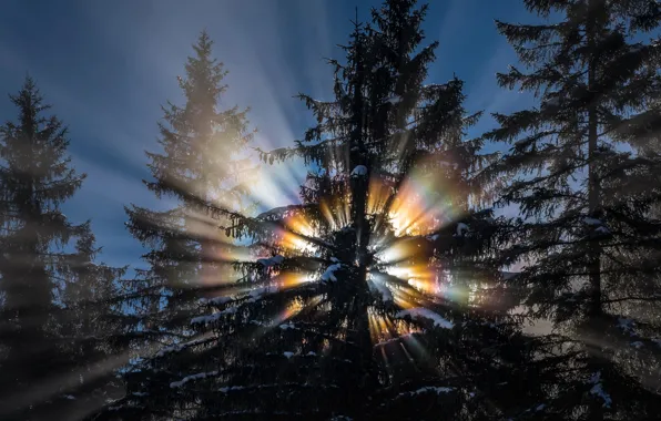 Картинка зима, лес, солнце, свет, снег, деревья, природа, радуга
