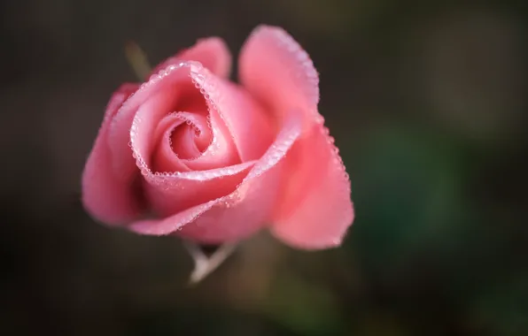 Картинка цветок, капли, макро, розовый, роза, бутон