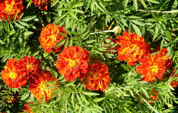 Лето, цветы, summer, широкоформатные, flowers, background, фон background, обои на рабочий стол