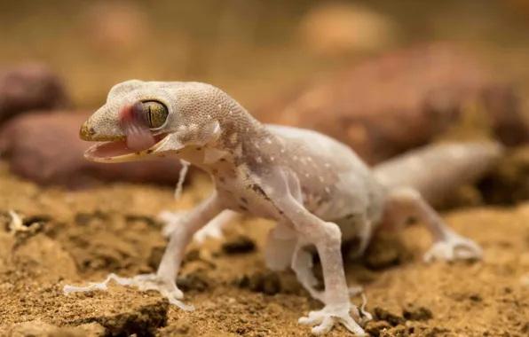 Природа, ящерица, Tessellated gecko