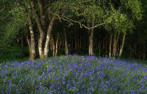 Blue Velvet, Wild flowers, Scotand