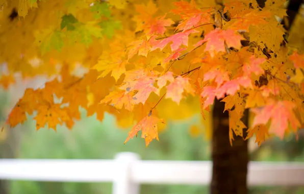 Осень, листья, дерево, ветви, клен