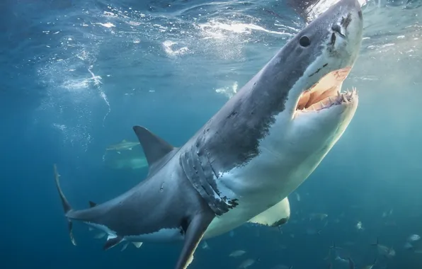 Underwater, sea, animals in the wild, animal wildlife, great white shark