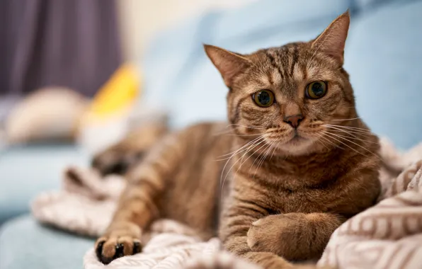 Картинка кошка, кот, взгляд, серый, диван, лежит, плед, мордашка