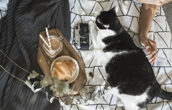 Кот, фотоаппарат, лежит, круассан, упитанный