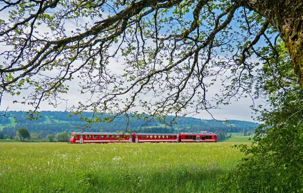 Зелень, поле, лес, небо, трава, облака, ветки, красный