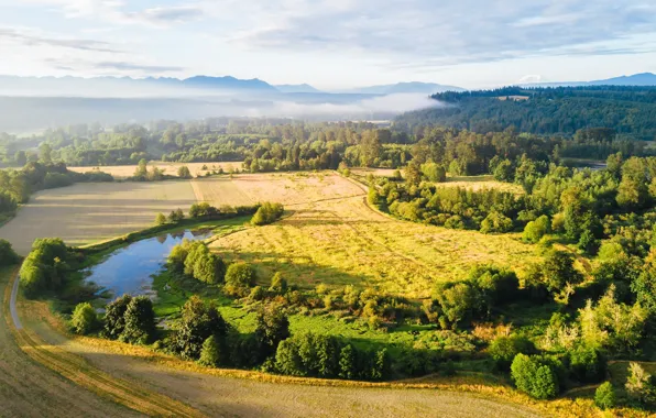 Лето, свет, туман, река, утро
