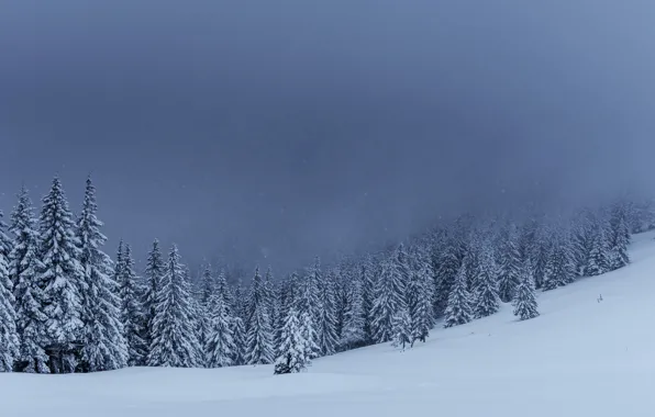 Картинка зима, снег, деревья, пейзаж, елки, forest, landscape, winter