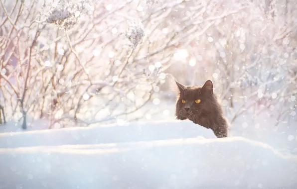 Зима, иней, кошка, кот, свет, снег, ветки, природа
