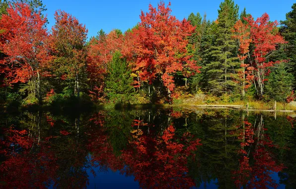 Картинка осень, лес, небо, деревья, пруд