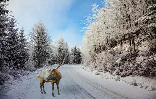 Зима, дорога, лес, снег, деревья, фотошоп, олень, поворот