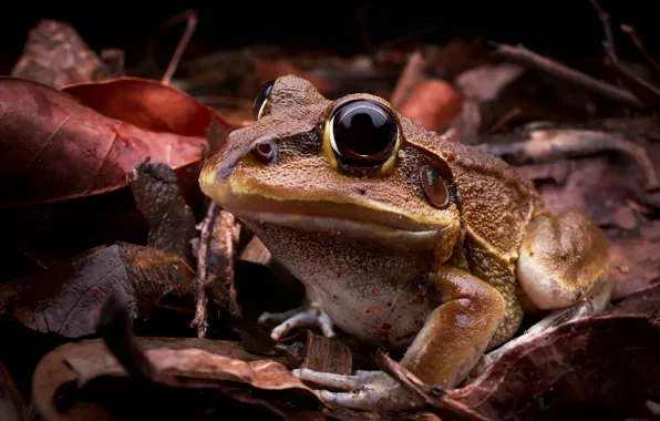 Australia, Giant frog, Cyclorana australis