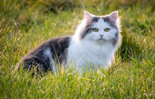 Зелень, кошка, лето, трава, кот, взгляд, свет, поза
