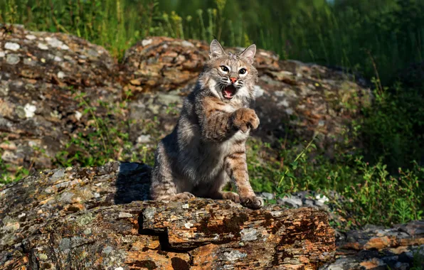 Картинка взгляд, поза, лапы, бревно, рысь