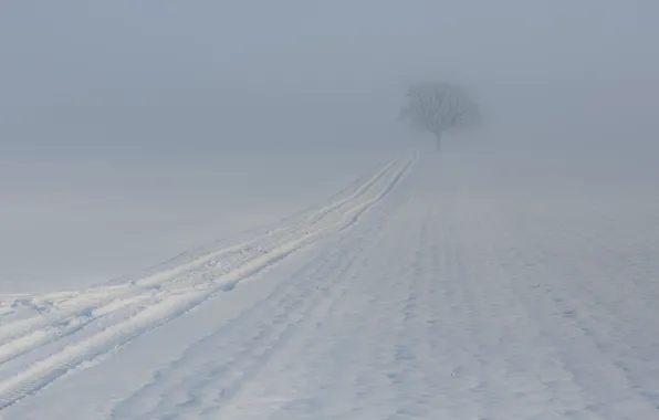 Картинка зима, туман, дерево, след
