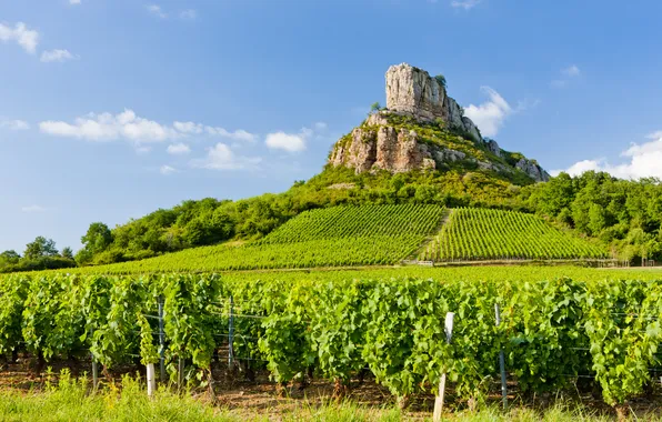 Europe, france, country, countryside, farming, burgundy, cultivation, exteriors