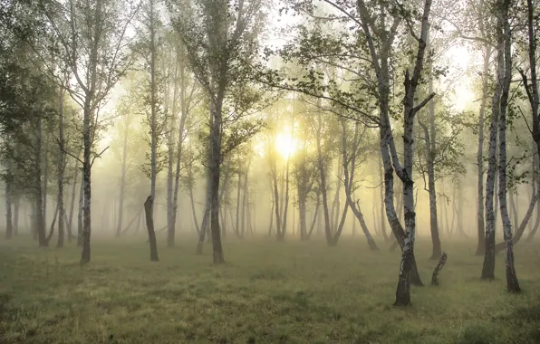 Картинка лес, трава, солнце, туман, обои, берёзы, wallpapers