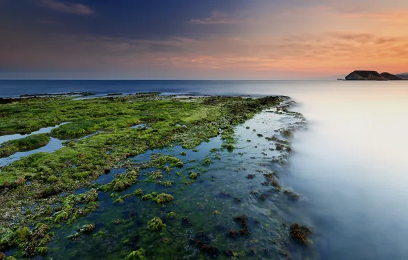 Картинка море, пляж, водоросли, рассвет