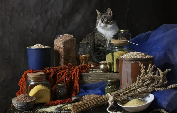 Кошка, кот, поза, темный фон, стол, серый, еда, посуда