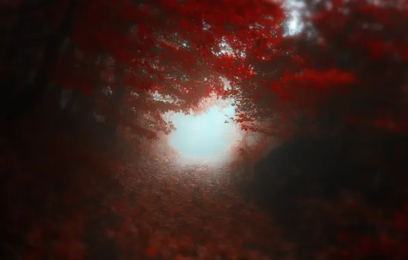 Картинка дорога, осень, деревья, красный, размытость