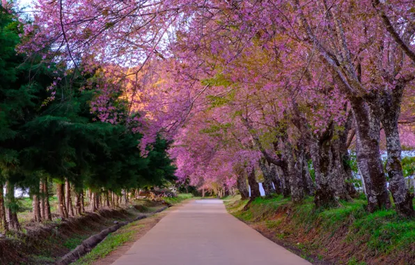 Дорога, деревья, ветки, парк, весна, сакура, цветение, nature