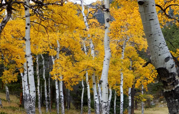 Осень, лес, листья, деревья, Колорадо, США, роща, осина