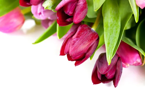 Картинка цветы, весна, colorful, тюльпаны, красочные, flowers, beautiful, tulips