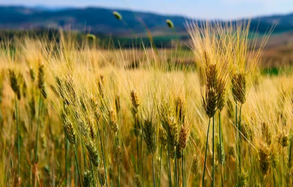 Картинка пшеница, поле, природа, холмы, колосья